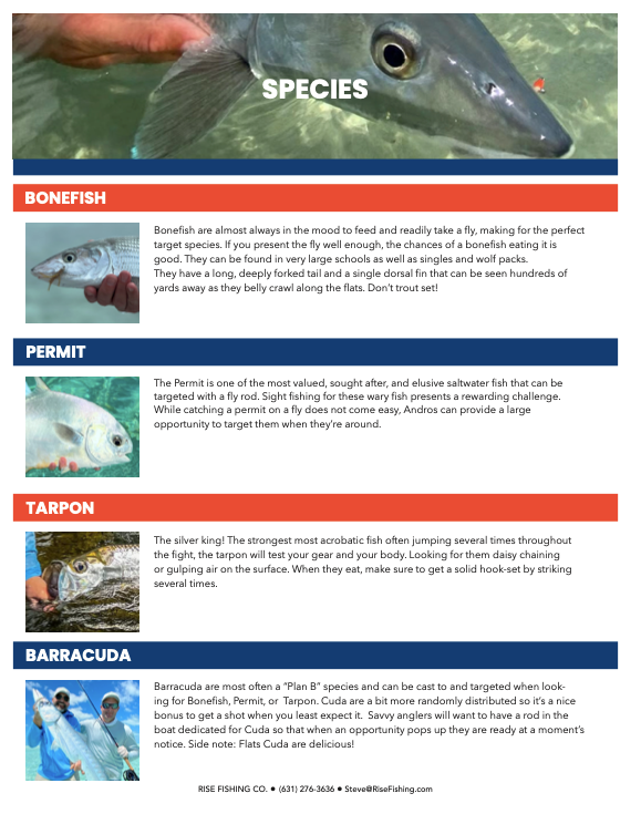 Rise fishing co fly fishing trip to Bahamas species 