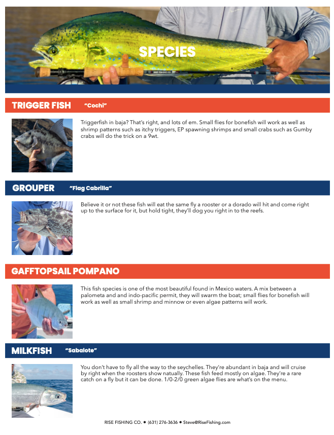 rise fishing co fly fishing trip to Baja Mexico species 