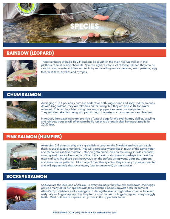 rise fishing co fly fishing trip to Alaska species to catch