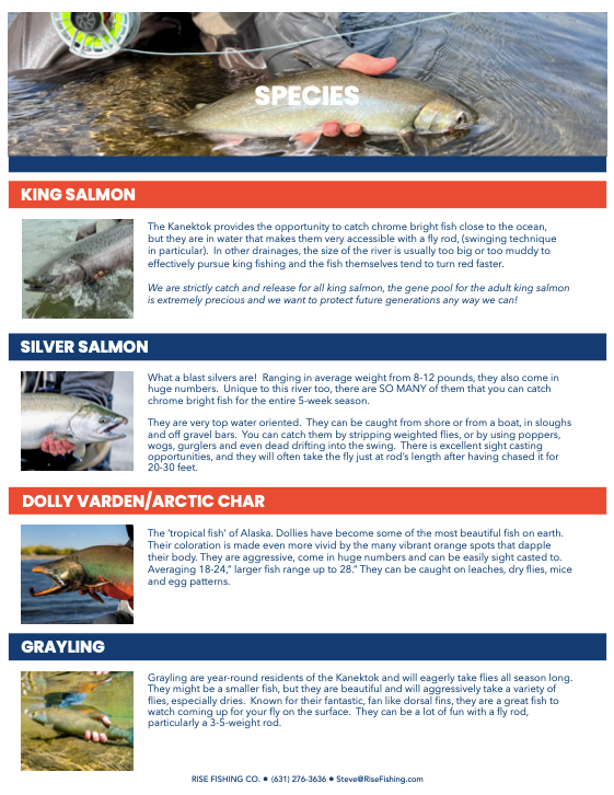 Rise fishing co fly fishing trip to Alaska species continued