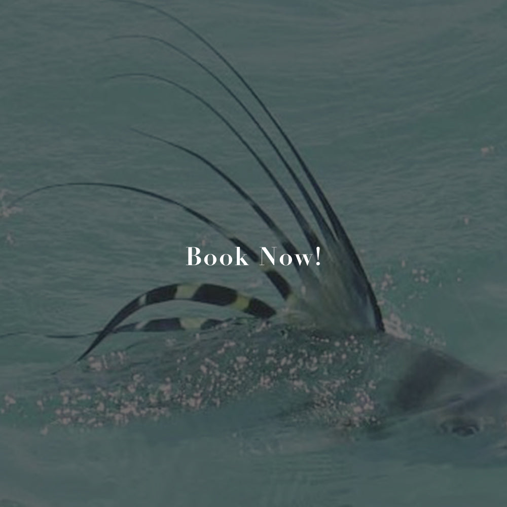 An image featuring a rooster fish with a 'Book Now!' text overlay, indicating availability for booking the fishing trip.