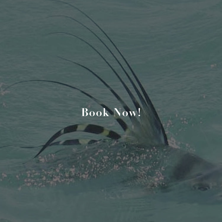 An image featuring a rooster fish with a 'Book Now!' text overlay, indicating availability for booking the fishing trip.
