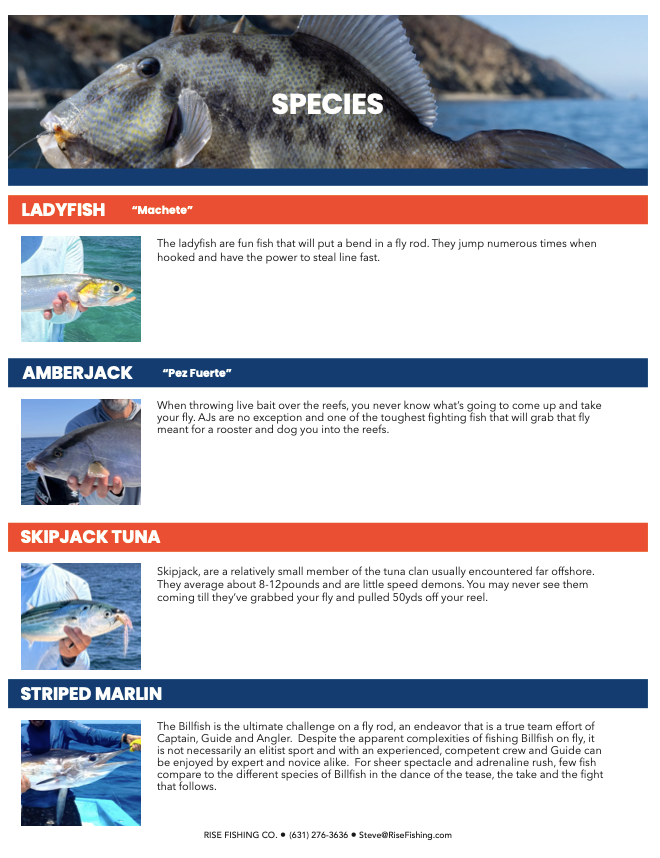 Rise Fishing co fly fishing trip to Baja Mexico species