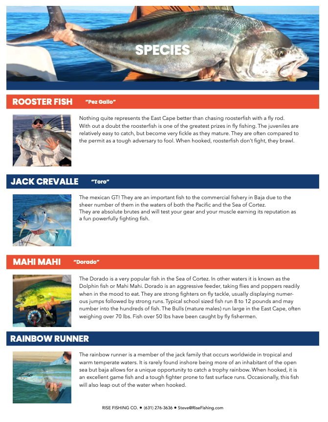 Rise fishing co fly fishing to Baja Mexico species to catch